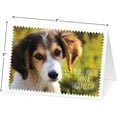 thumbnail image 3 of Current Furry Pets Get Well Greeting Cards - Set of 8, Large 5" x 7", 3 of 7