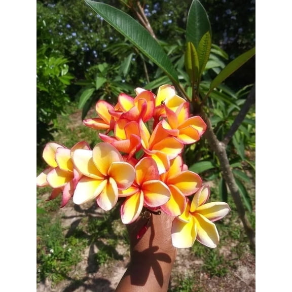 10 Dark Orange Pink Plumeria Seeds – Fragrant Frangipani Tropical Flower Tree – Perennial Plant for Garden or Containers