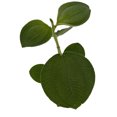 thumbnail image 2 of Large Leaf Princess Flower-Tibouchina Grandifolia -4" Pot, 2 of 2