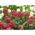 thumbnail image 3 of Fire Light® Panicle Hydrangea, 3 of 5