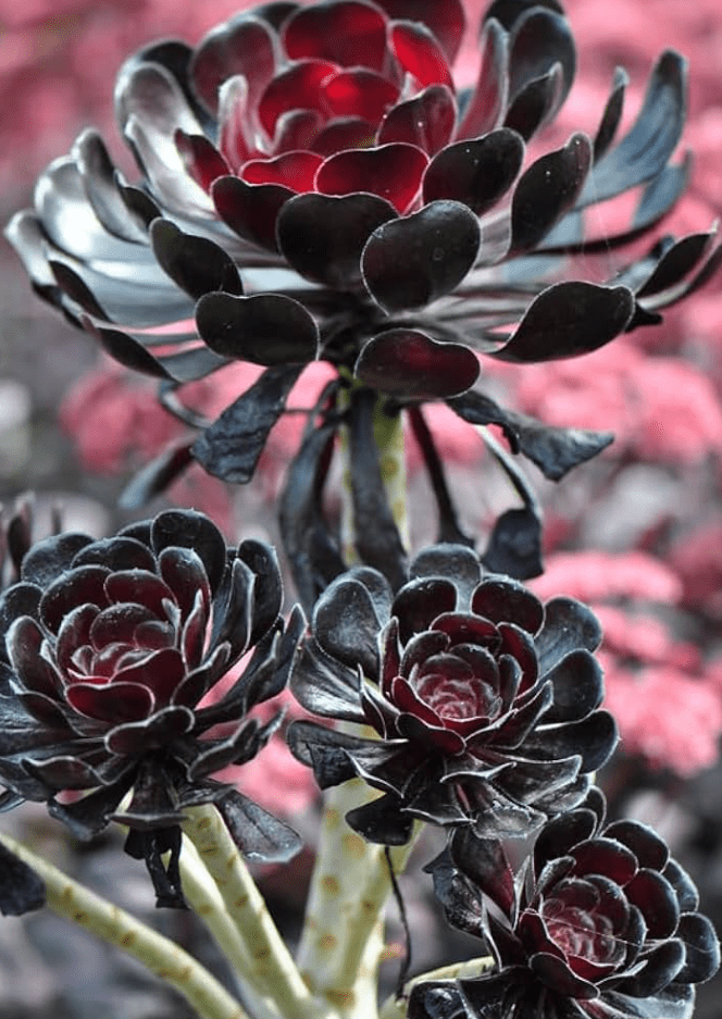 Black Rose Aeonium Succulents Plant Live, Aeonium Plant, House Plant Live Indoor Outdoor, 2 Inc Potted