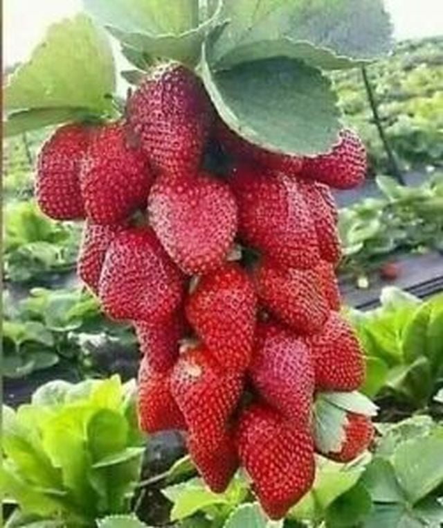 20 STRAWBERRY Giant LARGEST FRUIT ORGANIC EVERBEARING SEEDS, WINTER