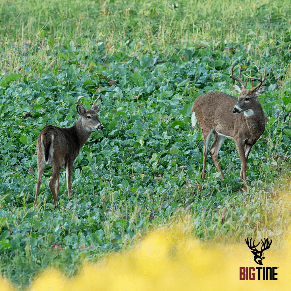 Big Tine Lock-Down Winter Peas Food Plot Seed, Deer Hunting Attractant, 8.5 lb