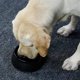 thumbnail image 3 of Cuenco antiglotón para perro gato, cuenco de alimentación antideslizante que promueve una ingesta más lenta de alimentos, cuenco interactivo antihinchazón de melamina (M) JM, 3 of 5