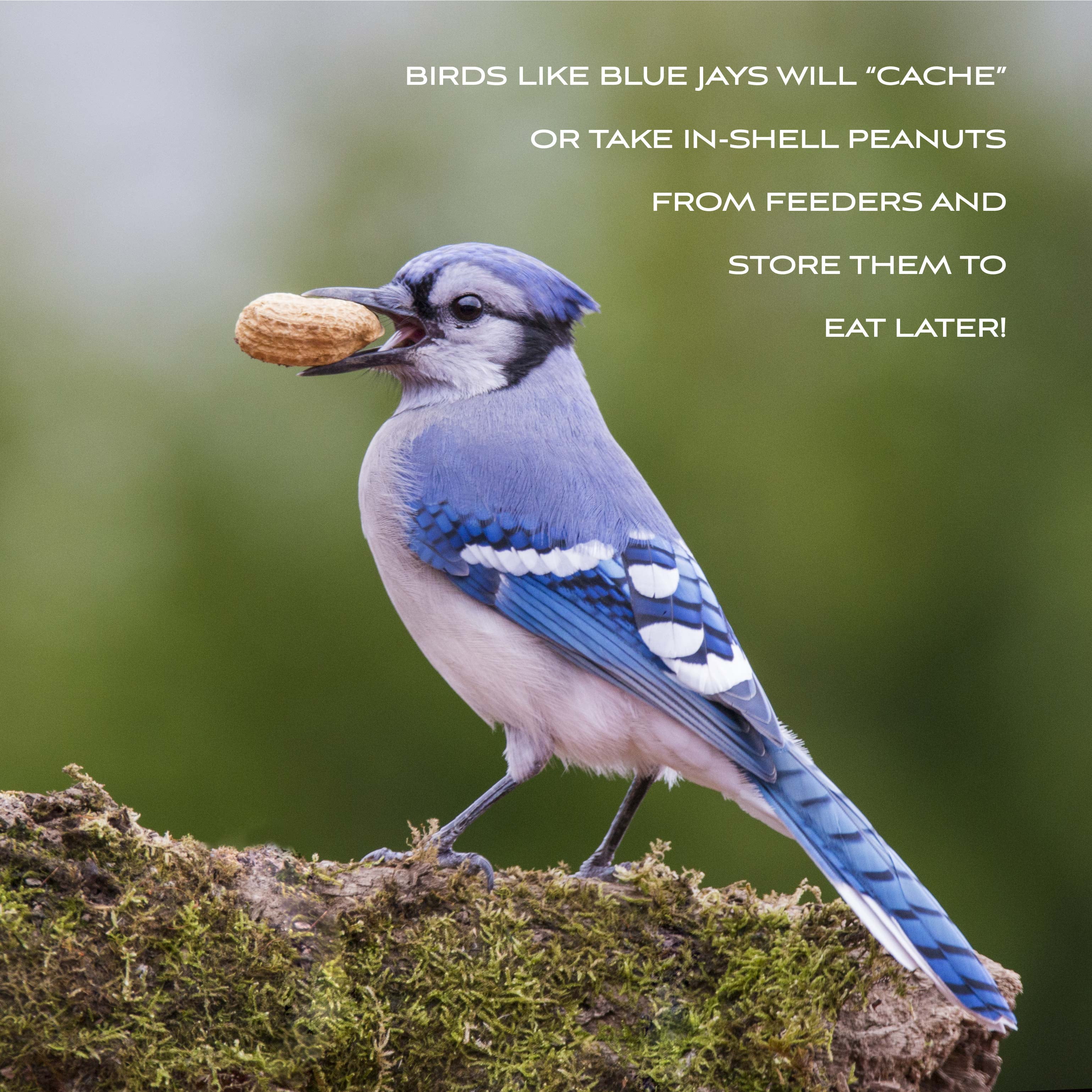 Buy Pennington In Shell Peanuts Wildlife and Wild Bird Food, 5 lb. Bag