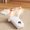 A3631 Fufafayo under $5, variant on Fufafayo under $5 Shoe Dryer Deodorizer, Intelligent Shoe Dryer, Folding Retractable Boot Dryer, UV Deodorizing, Quick Drying, Multi Functional, For All Shoe Types, Gloves, Hats, Portable, Travel