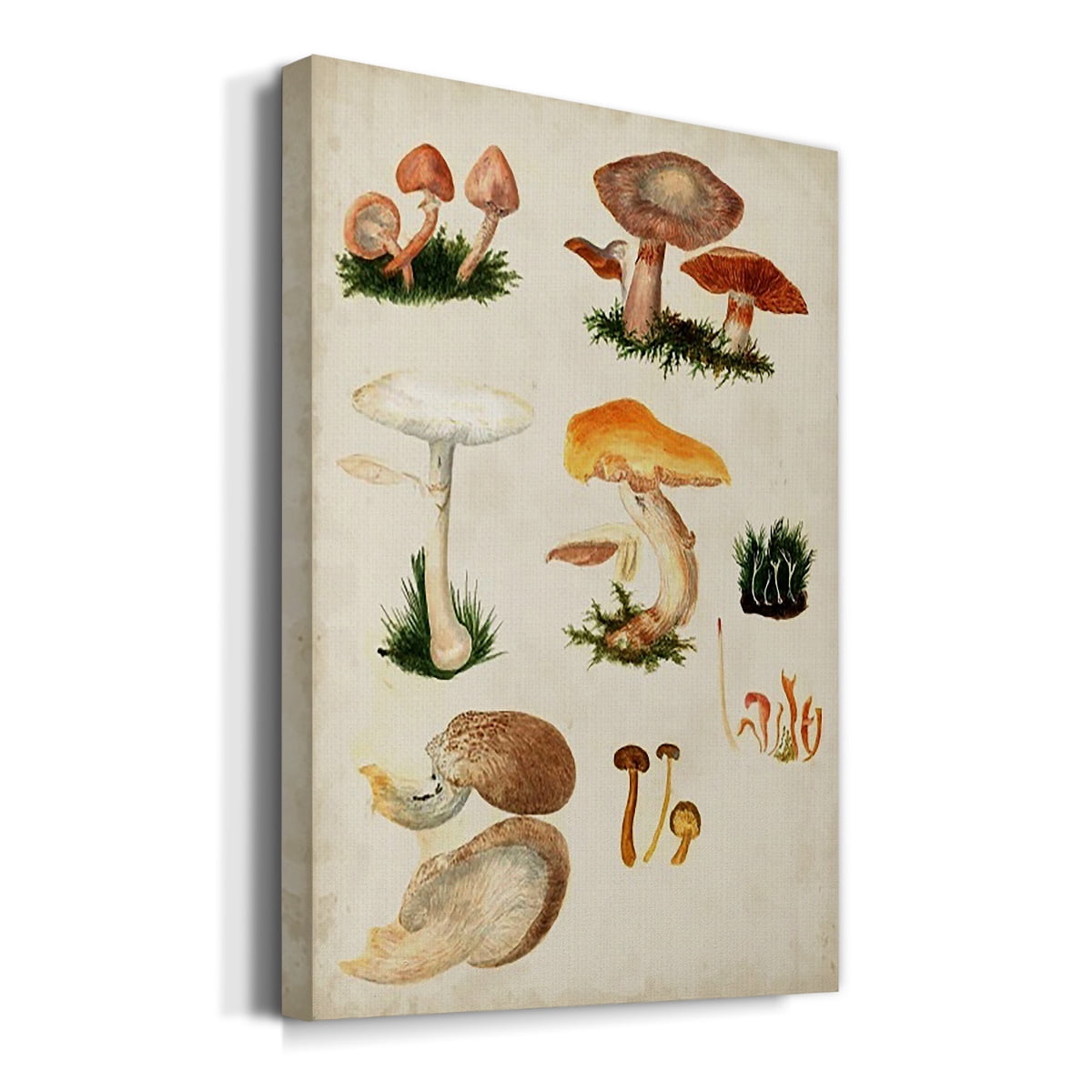 Mushroom Species IV Premium Gallery Wrapped Canvas - Ready to Hang