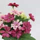 thumbnail image 4 of Ramo de Plantas de Crisantemo Artificiales Que Cuelgan de Flores de Plástico para de Rojo oscuro, 4 of 9