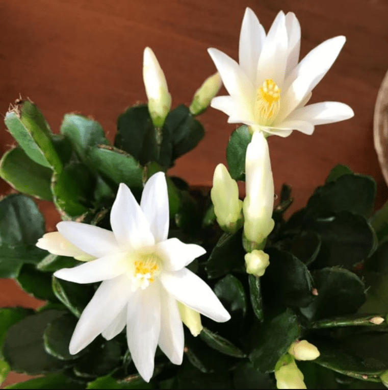 White Easter Cactus Plant Live for Planting, Easter Cactus Plant, White Spring Cactus Plant Perennial Flower Easter Cactus for Indoor Garden, 4 to 6 Inch Tall, No Pot