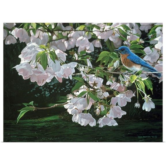 Great BIG Canvas | Rolled Ron Parker Poster Print entitled Cherry Blossoms
