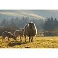 thumbnail image 2 of Sheep In Pasture Poster Print, 2 of 2