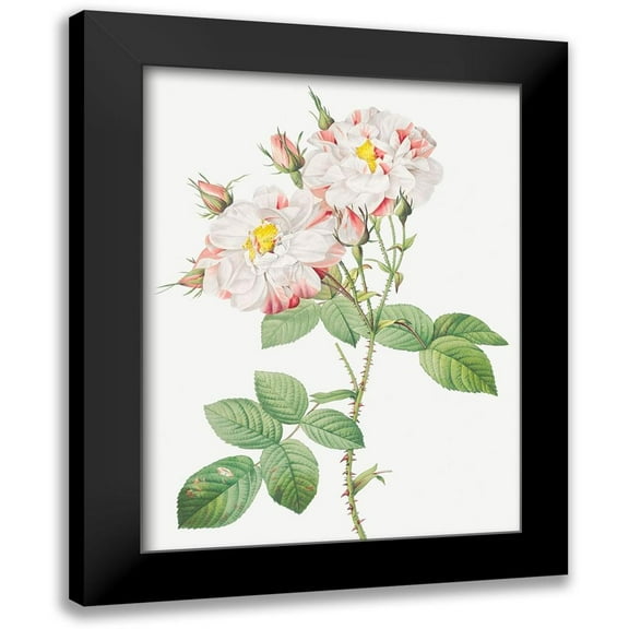 Redoute, Pierre Joseph 12x14 Black Modern Framed Museum Art Print Titled - Damask Rose, York and Lancaster Rose, Rosa damascena variegata