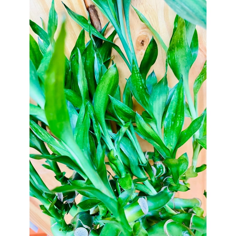 Live Lucky Bamboo 12” Spiral Shape Bamboo Plant
