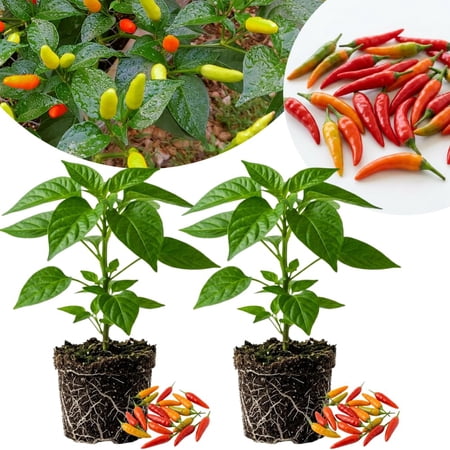 Set 2 Pepper Plants Live for Planting, Pepper Plant, 4 - 6 Inc Tall, Live Vegetable Plants for Indoor Outdoor Growing (Small Upright Hot Peppers)
