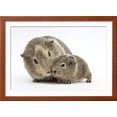 thumbnail image 2 of YellowAgouti Adult and Baby Guinea Pigs, Framed Art Print Wall Art by Mark Taylor Sold by Art.Com, 2 of 5