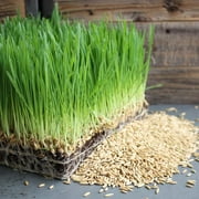 Handy Pantry Brand Whole Oat Grain Plant Seeds, Non-GMO