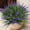 Purple, variant on PETGLE 15 Bundles Artificial Faux Plants Flowers UV Resistant No-Fade, Adjustable Height Fake Greenery Indoor & Outdoor Decor for Window Garden Porch Patio Pathway Hanging Planter Front Yard, Purple