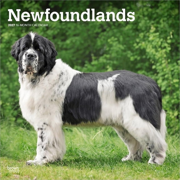 Newfoundlands 2027 12 X 24 Inch (Hanging) Monthly Square Wall Calendar Plastic-Free, (Paperback)