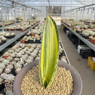 sansevieria wachstum Sansevieria 'Silver Frost Hahnii' – kompakte Pflanze mit silbernen Blättern  und goldenen Rändern – Secret Garden Plant Shop