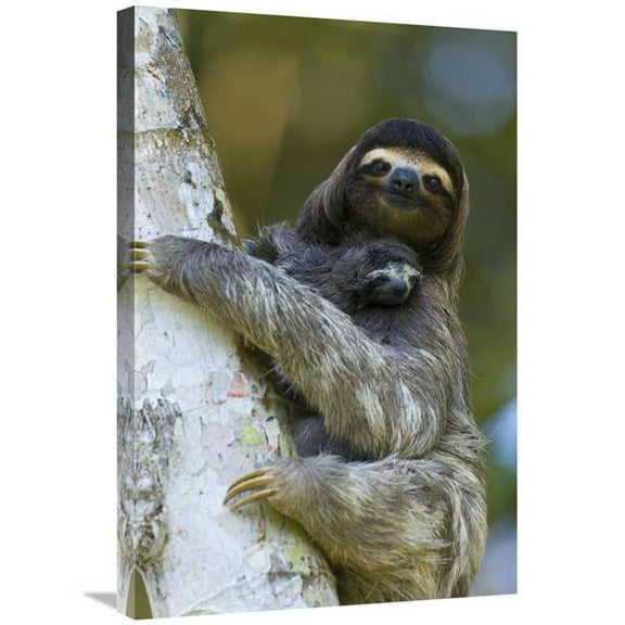 20 x 30 in. Brown-Throated Three-Toed Sloth Mother & Newborn Baby, Aviarios Sloth Sanctuary, Costa Rica Art Print - Suzi Eszterhas