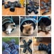 thumbnail image 2 of Túnel para Gatos Pawaboo 5 Caminos Extensible Azul, 2 of 7