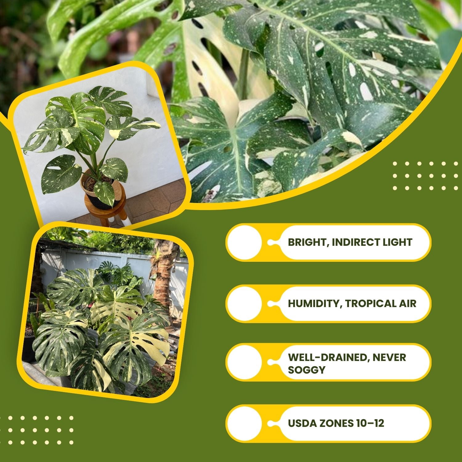 Thai Monstera Live Plant, Indoor Tropical Houseplant, 4-6 Inch Variegated Monstera Plant for Living Space