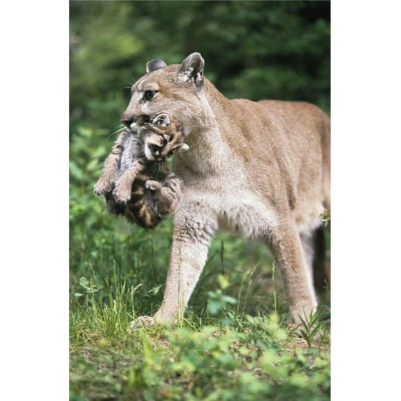 Posterazzi DPI1865434LARGE Mountain Lion Carrying Cub by the Nape of Its Neck Poster Print, 24 x 38