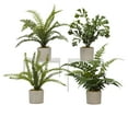 thumbnail image 2 of Assorted Mini Ferns in Mini Cement Cylinder - Set of 4, 2 of 2