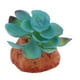 thumbnail image 3 of Adornos para acuarios, peceras, plantas y escondites para reptiles., 3 of 8