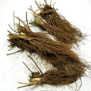 White Carolina Pineberry Plants - 25 Roots -Bareroot-Pineapple/Strawberry Flavor