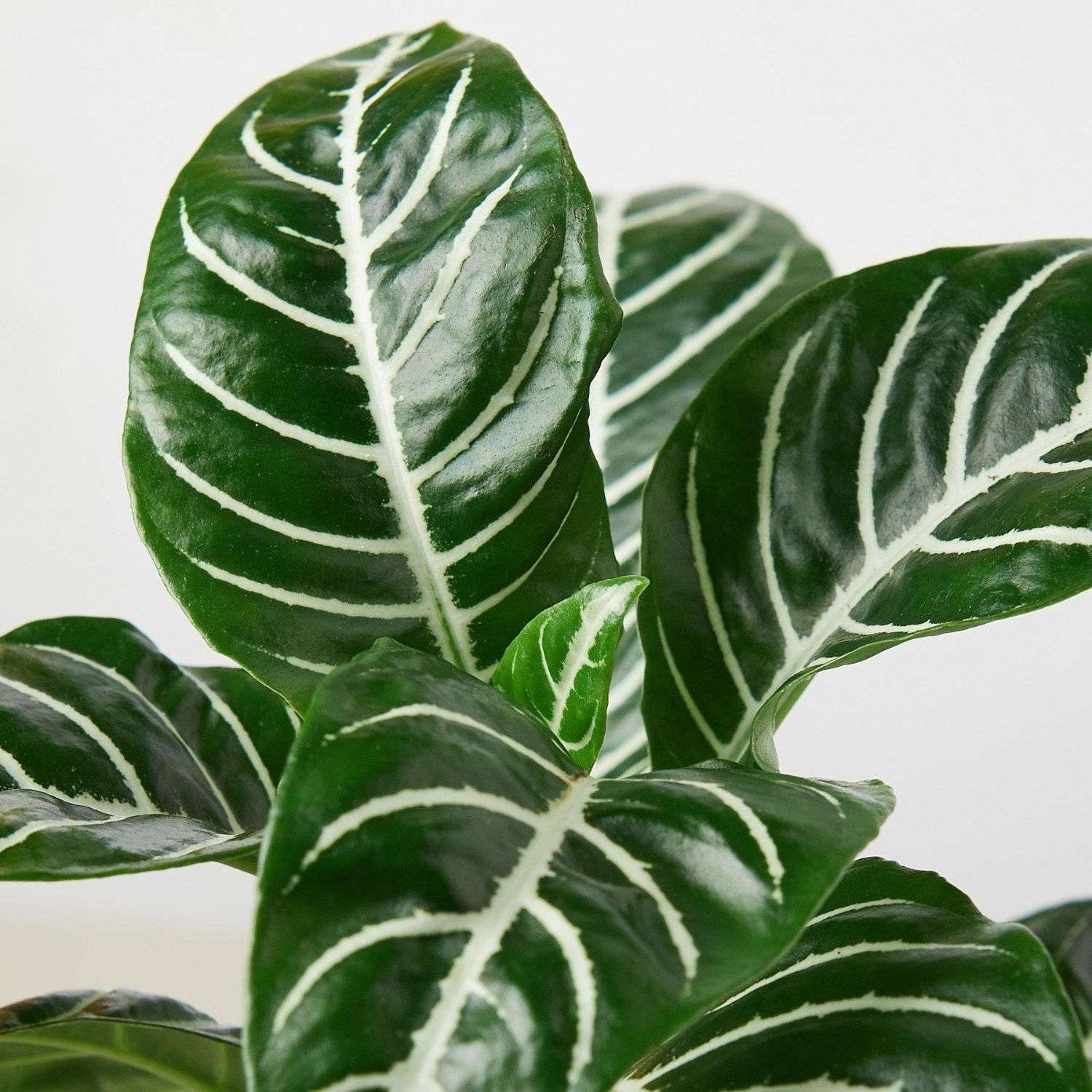 Zebra Aphelandra Live Plant for Indoor | Different Houseplants in 4'' & 6'' Pot | Real House Plant for Living Room, Office, Desk & Bathroom | Zebra plant | Aphelandra squarrosa