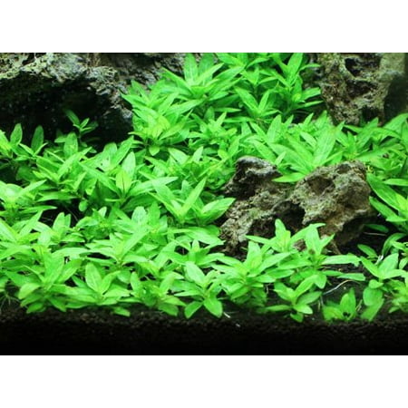 Tissue Fish Netting - Staurogyne Repens Tissue Cultured in 5 x 1 Gel Mat - 100% Parasite, Pesticide and Virus Free - Foreground Carpet Aquarium Plant