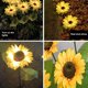 thumbnail image 4 of Solares De Girasol Para Jardín, Luces Led Solares Impermeables, Iluminación Decorativa Para Exteriores Para Patio, Césped, Jardín, Camino 44596 Luces Moyic HA046509-02, 4 of 6