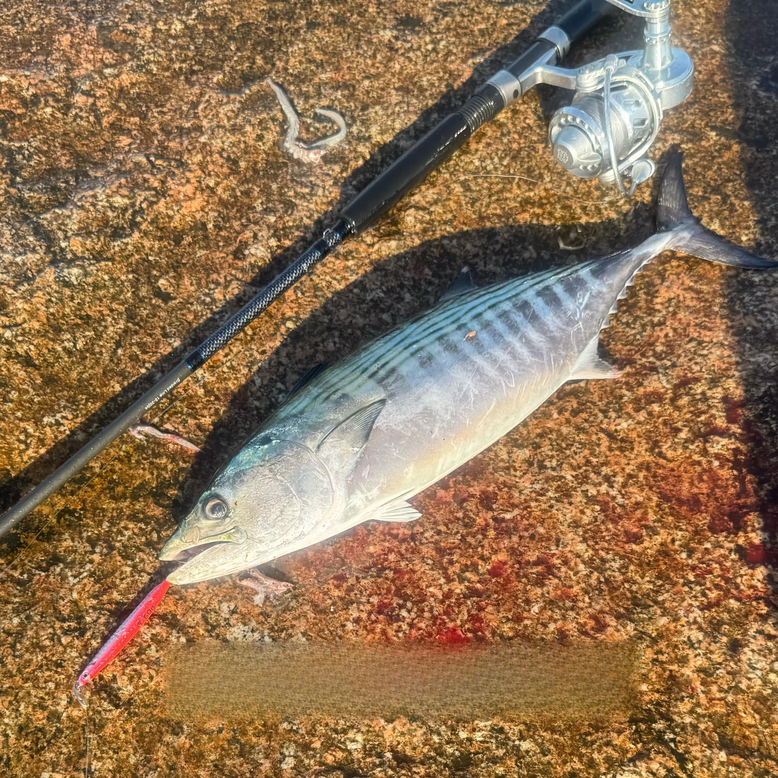 Saltwater Fishing Lures Jigs Spoons For Striped Bass  Pompano Spanish Mackerel Bluefish