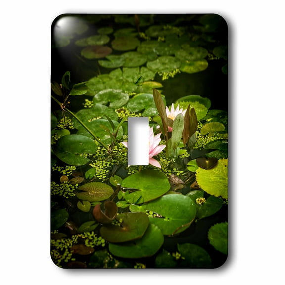 3dRose, Beautiful pink water lily flower in an artificial pond, single toggle switch