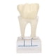 thumbnail image 2 of Modelo de nervio dental BuyWeek didáctico profesional, 2 of 14