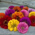 thumbnail image 4 of shiyou-Zinnia -Cut & Come Again- 100 Seeds, 4 of 4
