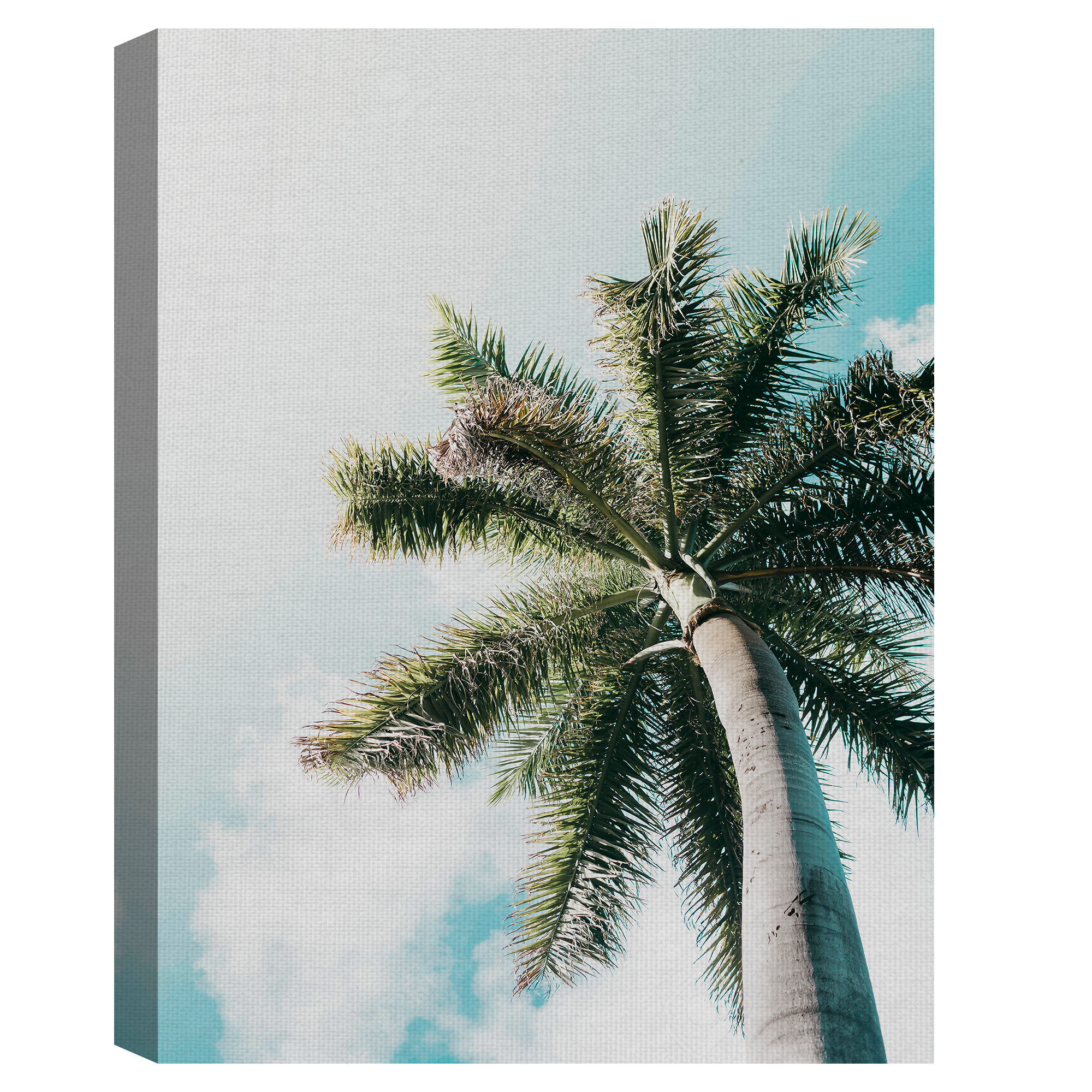 Masterpiece Art Gallery Skyward Palm Tree By Andrik Langfield Canvas Art Print 18" x 24"