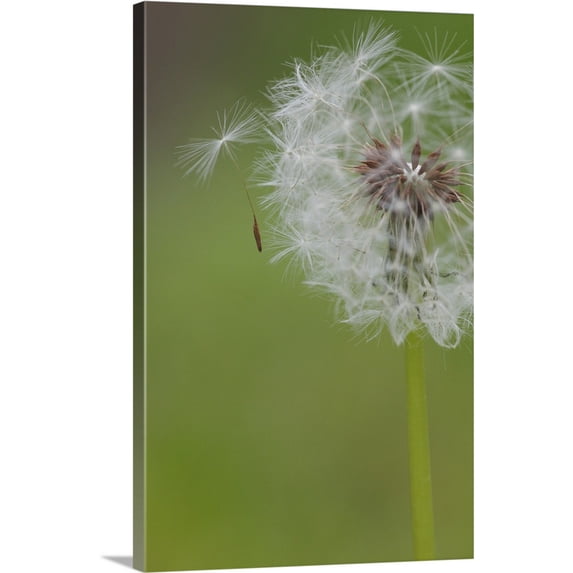 Great BIG Canvas | "Ohio, Cincinnati. A seedling falls off a dandelion clock" Canvas Wall Art - 16x24