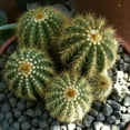 thumbnail image 3 of Balloon Cactus, Parodia Magnifica, Live Plant in 4" pot, 3 of 5
