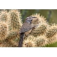 thumbnail image 2 of Haney, Chuck 32x23 Gold Ornate Wood Framed with Double Matting Museum Art Print Titled - Cactus Wren nest building in teddy bear cholla at the Arizona Sonoran Desert Museum in Tucson-Arizo, 2 of 4