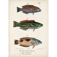 thumbnail image 3 of Vision Studio 11x14 Black Modern Framed Museum Art Print Titled - Antique Fish Trio I, 3 of 5
