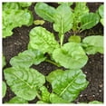 thumbnail image 3 of Everwilde Farms - 1/4 lb Fordhook Swiss Chard Seeds - Gold Vault Bulk Seed Packet, 3 of 3