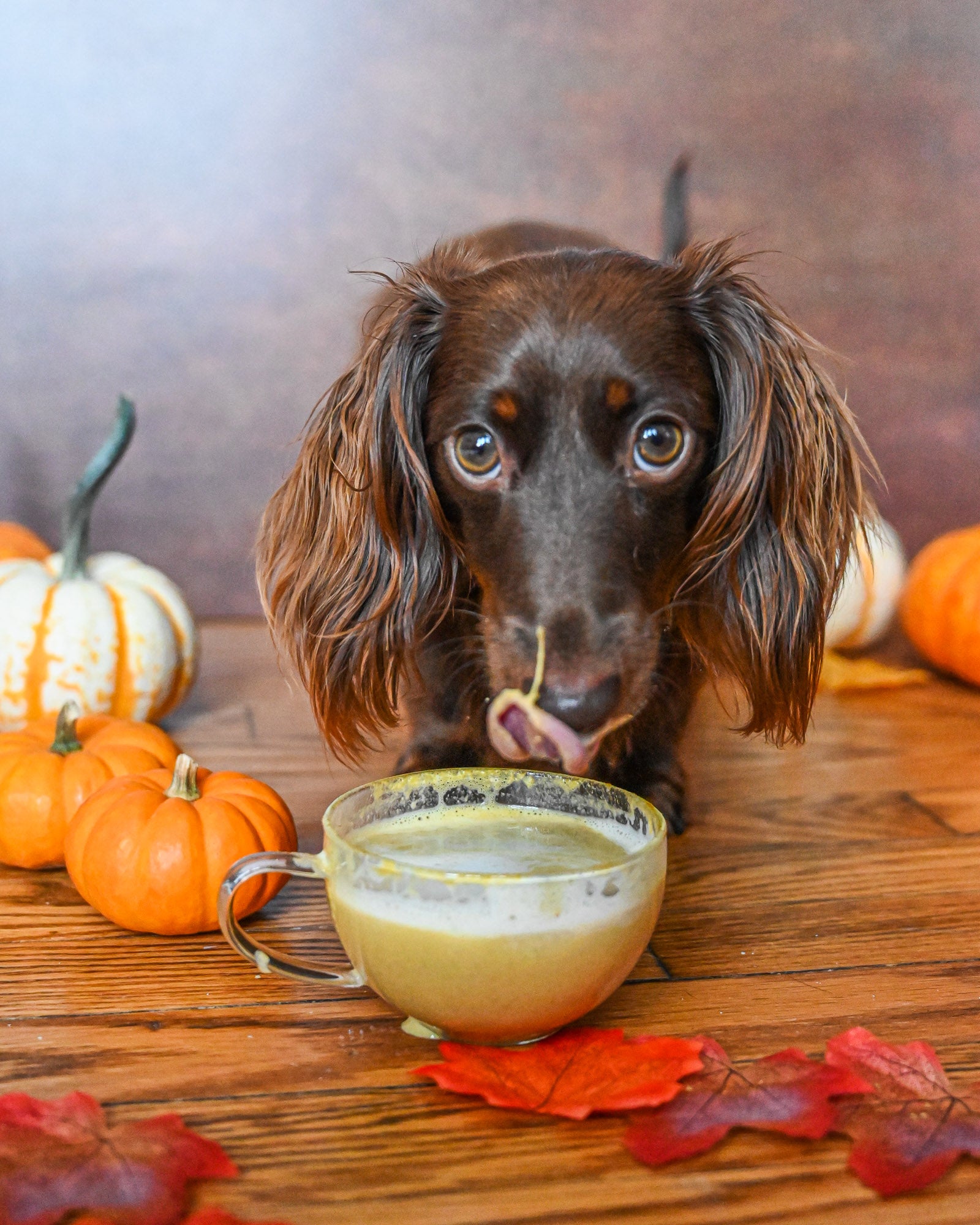 Chicken Stock For Puppies