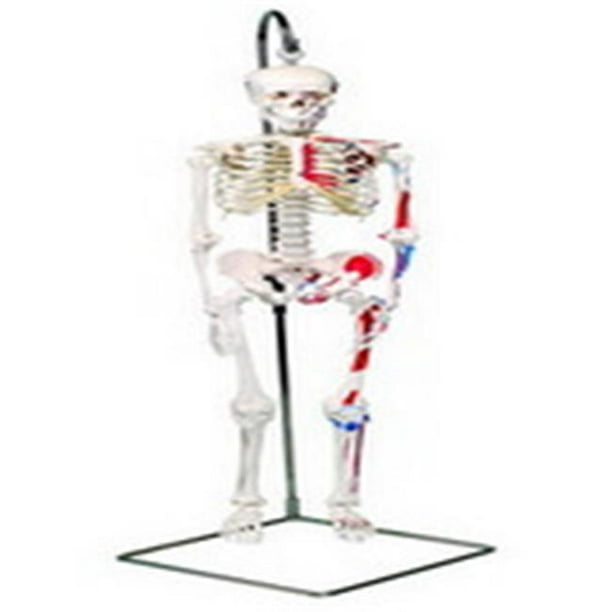 Fabrication Enterprises 12-4507 Modèle Anatomique Mini Suspendu Squelette&44; Peint