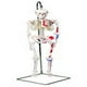 Fabrication Enterprises 12-4507 Modèle Anatomique Mini Suspendu Squelette&44; Peint – image 1 sur 1