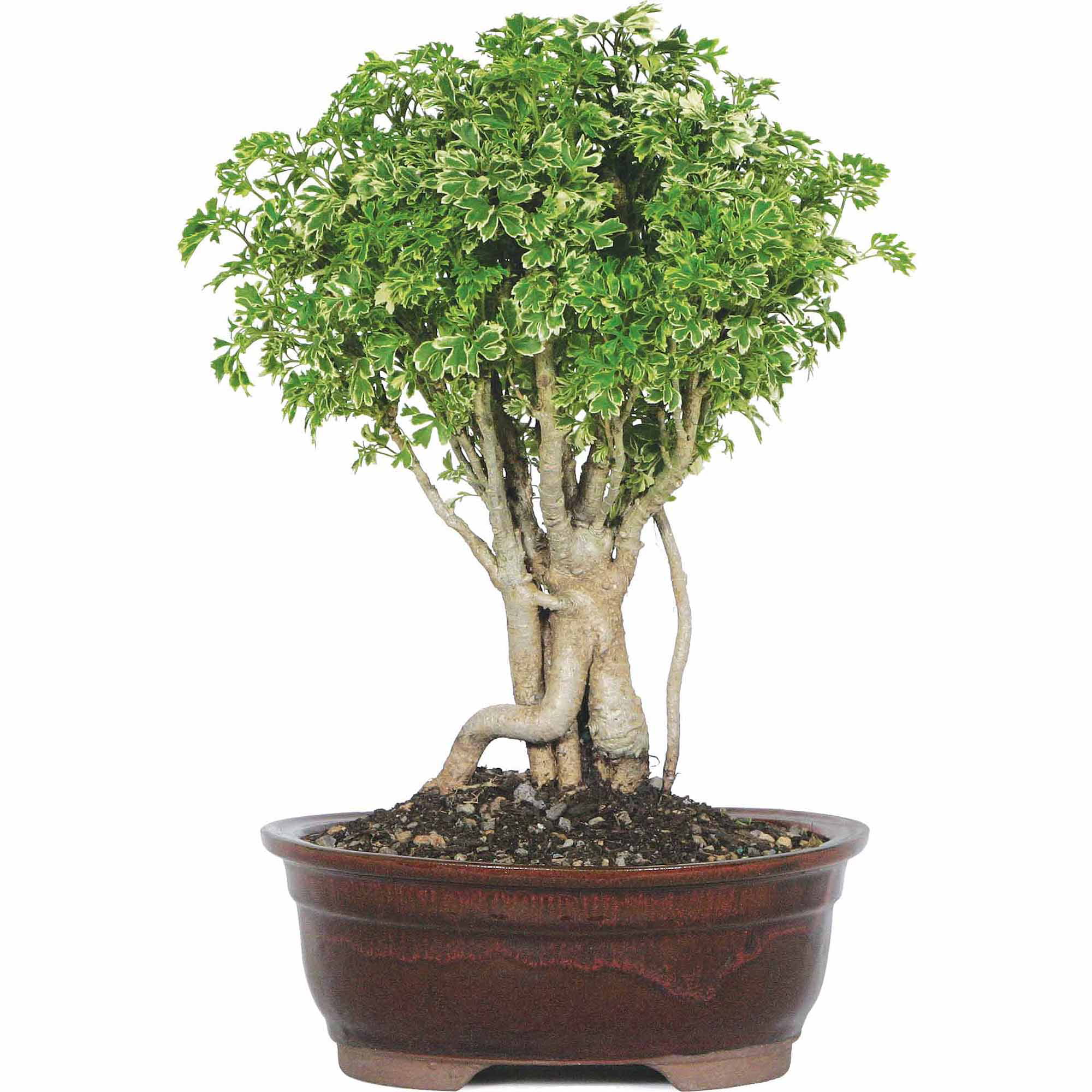 ming aralia bonsai tree dwarf walmart