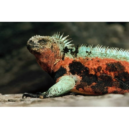 Download Marine Iguana male in breeding color Galapagos Islands ...