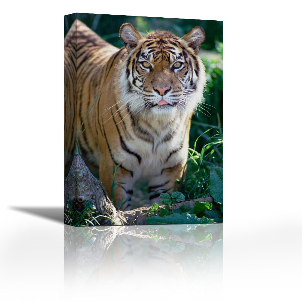 Bengal Tiger portrait, Woodland Park Zoo Contemporary Fine Art Giclee on Canvas Gallery Wrap