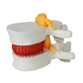 thumbnail image 1 of keepw Realistic Appearance Lumbar Vertebrae Model Durable And Reliable white 1Set, 1 of 6